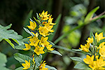 100: 801904-gelb-bluehende-Pflanze.jpg