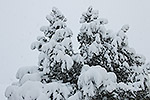 19: 705677-verschneite-Tannen.jpg