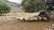11: 909150-sheep-after-Xera-Xila-Crete.jpg