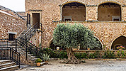 110: 909343-olive-tree-Arkadi-Monastery-Crete.jpg