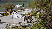 144: 909417-donkey-Lake-Kournas-Crete.jpg