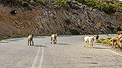 159: 909450-goats-Northern-Crete.jpg