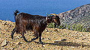 160: 909451-goat-Northern-Crete.jpg