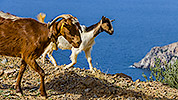 162: 909454-goats-Northern-Crete.jpg