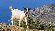 163: 909455-goat-Northern-Crete.jpg
