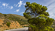 167: 909460-Kiefer-pine-tree-Northern-Crete.jpg