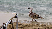 191: 909500-seagull-Elafonissi-Beach-Crete.jpg