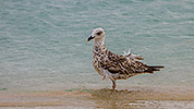 192: 909502-seagull-Elafonissi-Beach-Crete.jpg