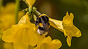 210: 909541-Hummel-bumblebee-Crete.jpg