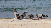 248: 909675-pigeons-Venetian-fortress-of-Koules-harbor-Heraklion-Crete.jpg