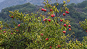253: 909693-Granatapfel-pomegranat-Fodele-Crete.jpg