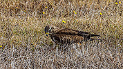 281: 909764-Maeusebussard-Eurasian-buzzard-hunting-in-gras-Crete.jpg