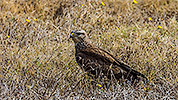 282: 909767-Maeusebussard-Eurasian-buzzard-hunting-in-gras-Crete.jpg