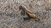 286: 909788-Maeusebussard-Eurasian-buzzard-hunting-in-gras-Crete.jpg
