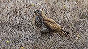 287: 909789-Maeusebussard-Eurasian-buzzard-hunting-in-gras-Crete.jpg