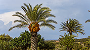 298: 909813-palm-Toplou-Monastery-Crete.jpg