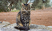 355: 909961-cat-Crete.jpg