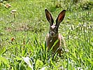 2: 01142-Oster-Hase.jpg
