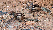 291: 725043-2-squirrels-on-the-ground.jpg