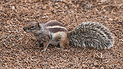 295: 725052-squirrel-with-bushy-tail-on-ground.jpg
