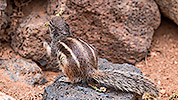 305: 725085-squirrel-with-flowers.jpg
