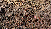 378: 725274-red-crabs-on-rocks-of-isle-Lobos.jpg