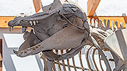 408: 725363-whale-skeleton-in-Los-Lobobs-info-centre.jpg