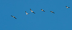 464: 725609-xw-6-fliegende-Silbermoewen-flying-herring-gulls.jpg