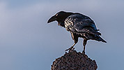 487: 725716-raven-sits-on-stone.jpg