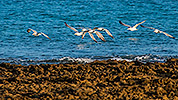 489: 725729-fliegende-Silbermoewen-flying-herring-gulls.jpg