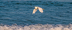 492: 725750-xw-little-egret-flying-Seidenreiher.jpg