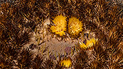 498: 725771-cactus-with-yellow-blossoms.jpg
