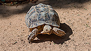 507: 725786-tortoise-in-Oasis-Park.jpg