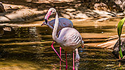 514: 725800-flamingos-in-Oasis-Park.jpg