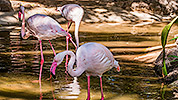 515: 725801-flamingos-in-Oasis-Park.jpg
