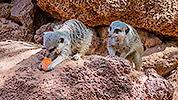 520: 725810-meerkat-Erdmaennchen-in-Oasis-Park.jpg