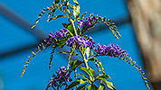 522: 725813-purple-flowers-in-Oasis-Park.jpg