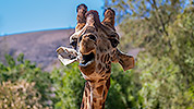 524: 725816-giraffe-in-Oasis-Park-Fuerteventura.jpg