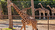525: 725820-giraffes-in-Oasis-Park-Fuerteventura.jpg