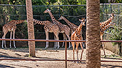 526: 725821-giraffes-in-Oasis-Park-Fuerteventura.jpg