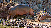 530: 725830-hippo-Nilpferd-Oasis-Park.jpg