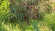 531: 725833-cheetah-Gepard-in-Oasis-Park.jpg