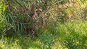 532: 725834-cheetah-Gepard-in-Oasis-Park.jpg