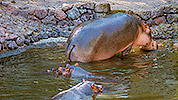 534: 725836-hippo-Nilpferd-Oasis-Park.jpg