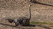 542: 725855-breeding-ostrich-Strauss-Oasis-Park.jpg