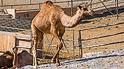 546: 725863-camel-in-Oasis-Park-Fuerteventura.jpg
