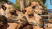 547: 725865-camels-Kamele-Oasis-Park.jpg