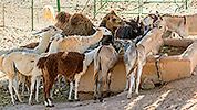 548: 725868-Lamas-Kamel-Esel-in-Oasis-Park.jpg