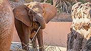 552: 725875-elephants-Elefanten-Oasis-Park.jpg