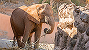 553: 725877-elephants-Elefanten-Oasis-Park.jpg